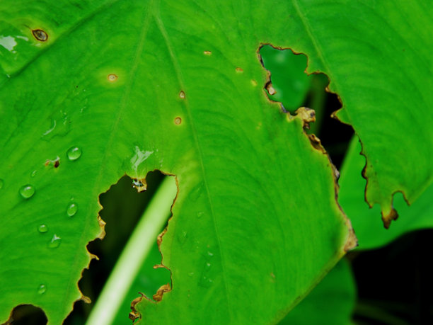 可以用作背景的绿芋头叶子的特写照片图片下载