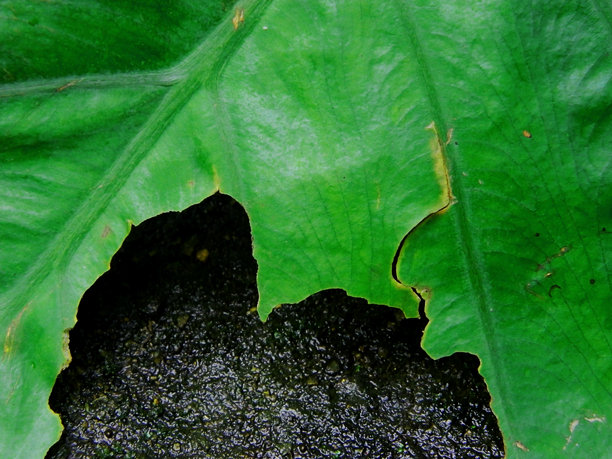 可以用作背景的绿芋头叶子的特写照片图片下载