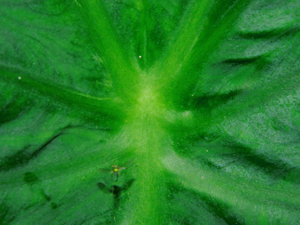 可以用作背景的绿芋头叶子的特写照片图片下载