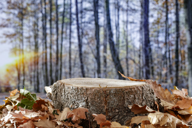 秋季景观森林与木桌和基座与复制空间的产品和秋天的背景。图片下载