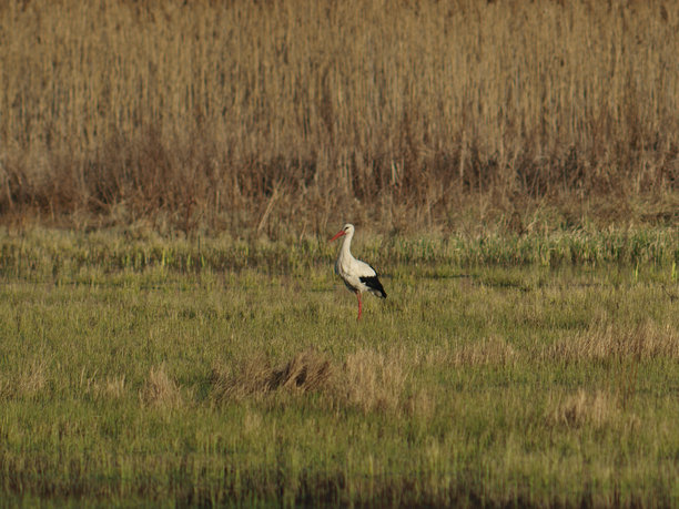 鹳鸟在草地上散步图片下载