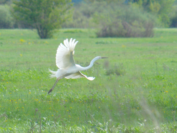 一只白鹭飞向天空。在草地上。图片下载