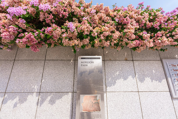 鱼尾狮公园的鱼尾狮喷泉和清晨蓝天下的新加坡城市天际线。鱼尾狮喷泉是新加坡最著名的旅游景点之一。旅游的概念图片下载