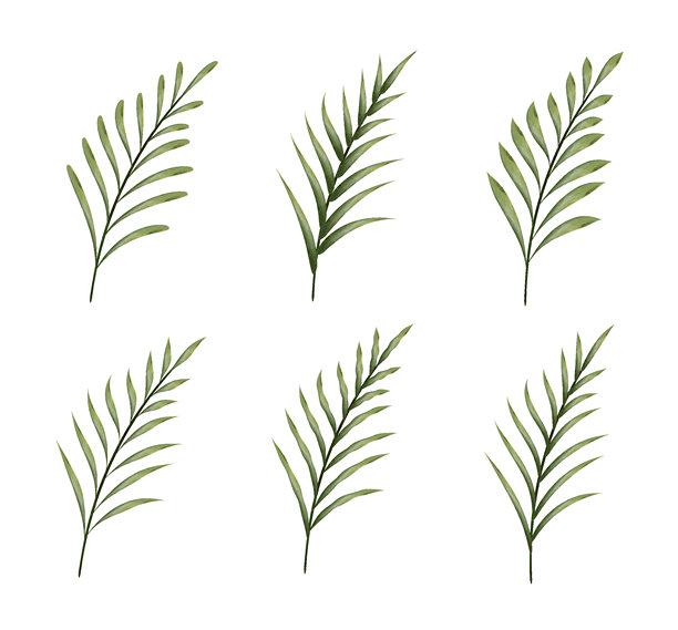 水彩树枝与树叶，孤立的矢量元素在白色的背景。图片下载