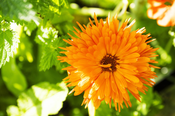 橙色金盏花官员或普通金盏花股票照片的顶视图图片下载
