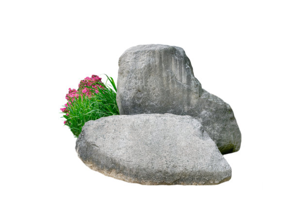 花和石头从日本花园从游戏白色的背景图片下载