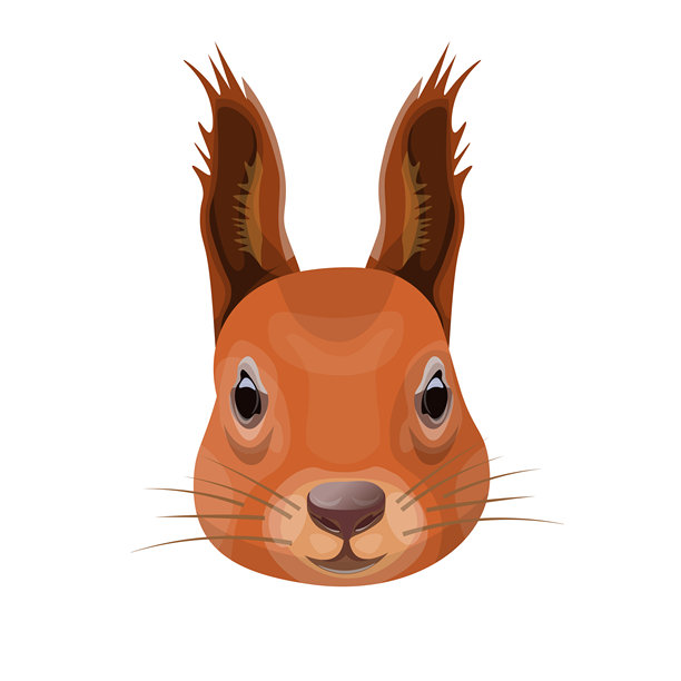 近距离看红松鼠的脸图片下载