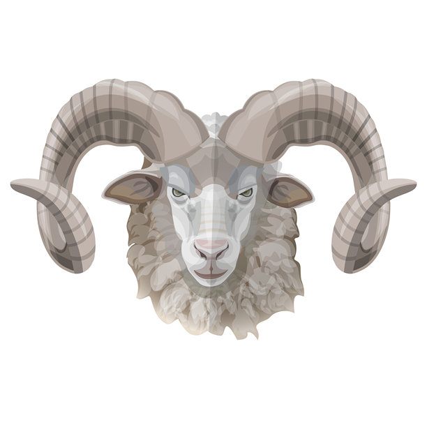 长有卷曲角的公羊的头图片下载