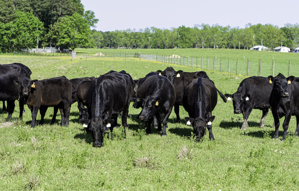 安格斯牧群在AL茂盛的春季牧场图片下载