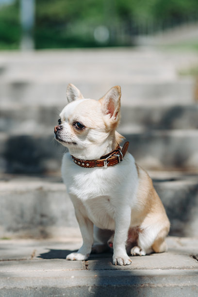 红色和白色的吉娃娃坐在公园的石头楼梯在阳光明媚的夏日，矮狗品种，遛狗的概念，垂直照片图片下载