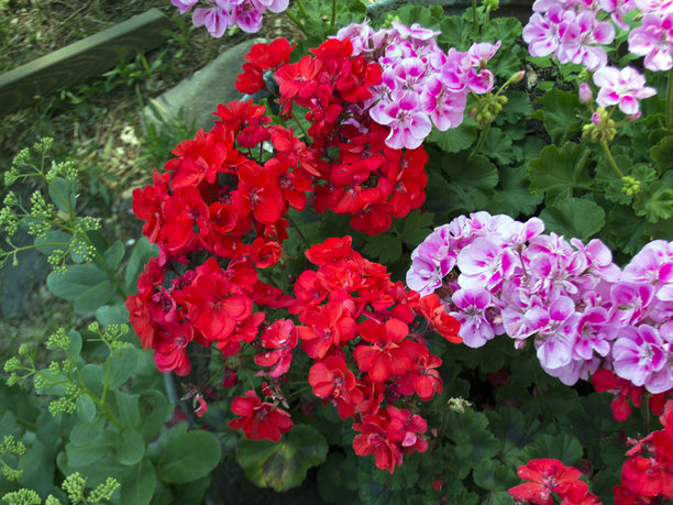 夏季红色和粉色花坛的特写照片图片下载