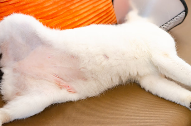 猫挠着肚子，从皮肤发痒到抓痕和伤口。因压力或过敏而有伤口和皮肤问题的猫的腹部图片下载