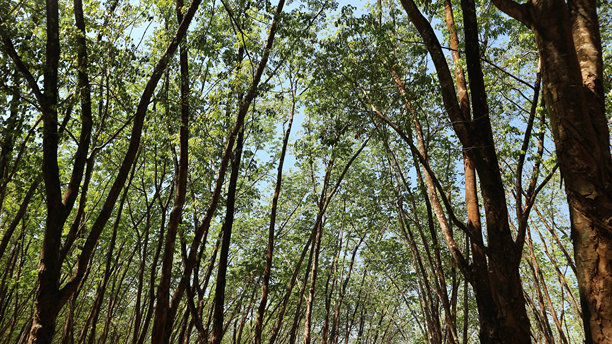 在一片橡胶林中央的景色图片下载