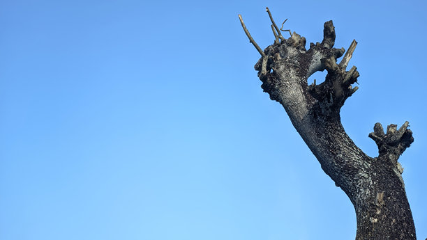 没有叶子的树干在蓝天的背景下图片下载