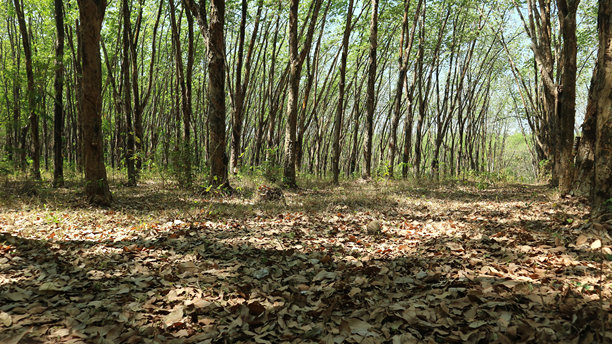 在一片橡胶林中央的景色图片下载