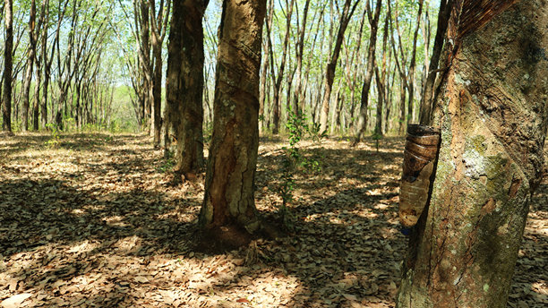 在一片橡胶林中央的景色图片下载