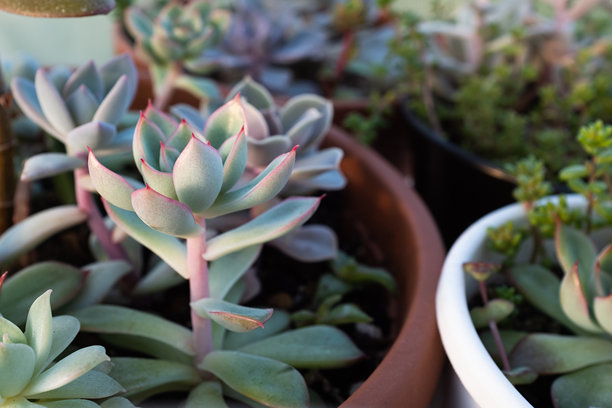 多肉植物，选择焦点。多肉植物的出版物，海报，日历，邮政，屏幕保护程序，壁纸，明信片，横幅，封面，网站。高质量照片图片下载