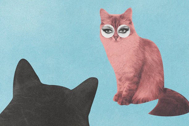 超现实的猫咪艺术品图片下载