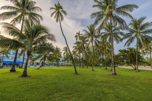 迈阿密海滩标志性的海洋大道的美丽景色，周围是长满高大棕榈树的公园。图片下载