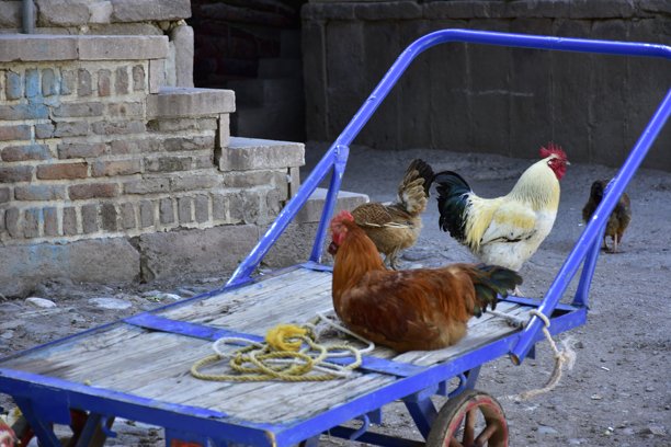 伊朗加兹温萨拉耶萨德-奥-萨尔塔内图片下载