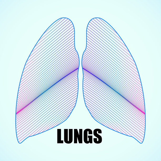 抽象人体肺的线条图片下载