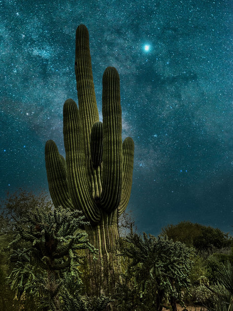 星空之夜，亚利桑那州斯科茨代尔的麦克道尔索诺兰保护区门户小道图片下载