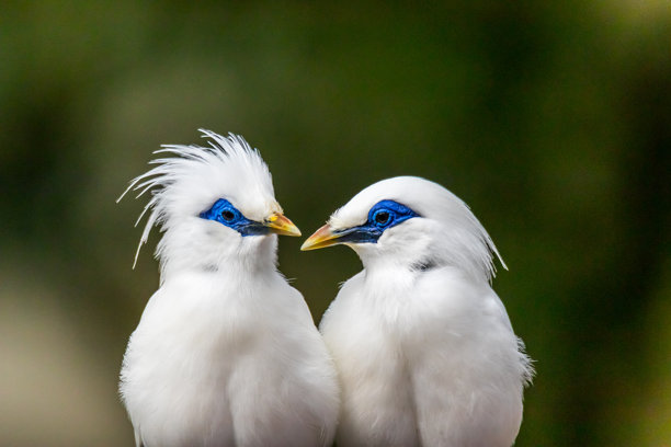 两只巴厘椋鸟坐在一起图片下载