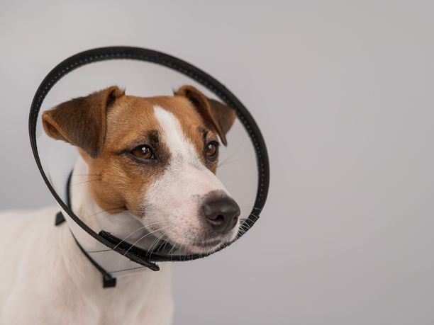 杰克罗素梗狗手术后在塑料锥。副本的空间。图片下载