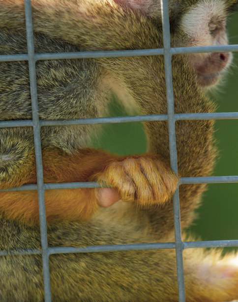 一只小松鼠猴的手紧紧抓住金属笼子的栅栏的特写照片。圈养动物。垂直的。图片下载