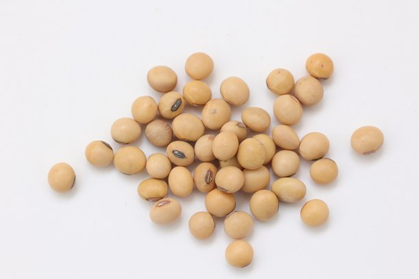 白底大豆图片下载