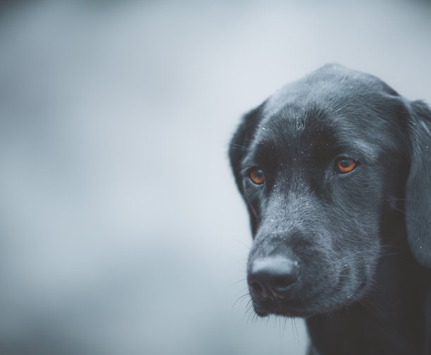 黑色拉布拉多犬的肖像，有着强烈的橙色眼睛。家庭宠物/狗的照片。图片下载