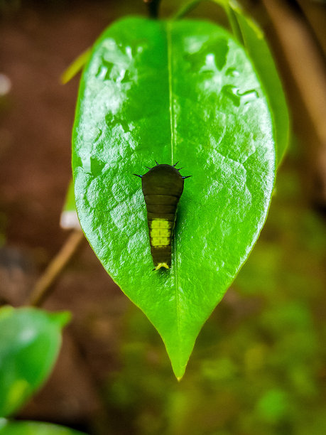 刺果叶上的黑毛虫图片下载