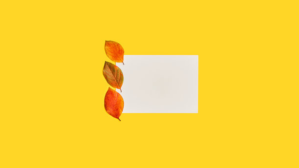 白树叶和秋叶在明亮的黄色背景。图片下载