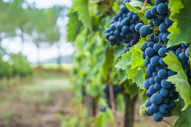植物上有一串串葡萄图片下载