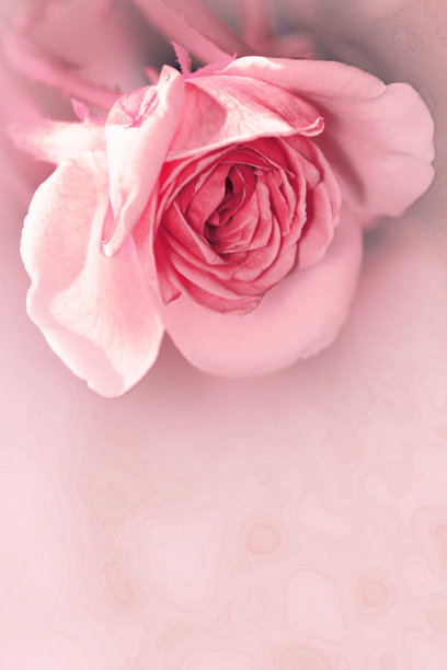 优雅时尚的粉色玫瑰(复古画风修饰和色彩处理材料)图片下载