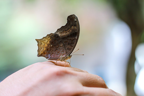 美丽的蝴蝶在大自然的概念和瞬间动物在绿色背景的我的手的照片。图片下载