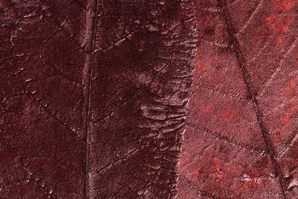 有机秋天的背景，纹理的红色酒红色的彩色秋叶与水滴，俯视图自然红色的叶子作为季节图案的秋天美学照片与宏观的叶脉图片下载