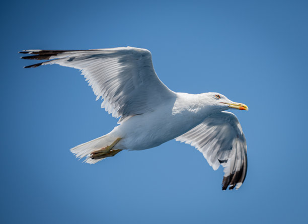 白海鸥特写照片图片下载