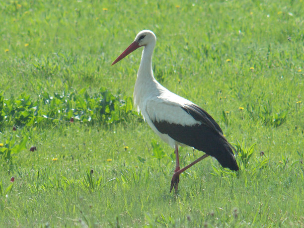 鹳鸟在草地上散步图片下载