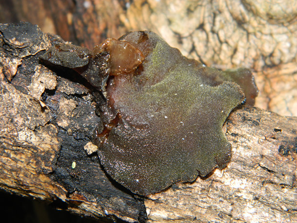 真菌附着在倒下的木头上的特写照片。图片下载