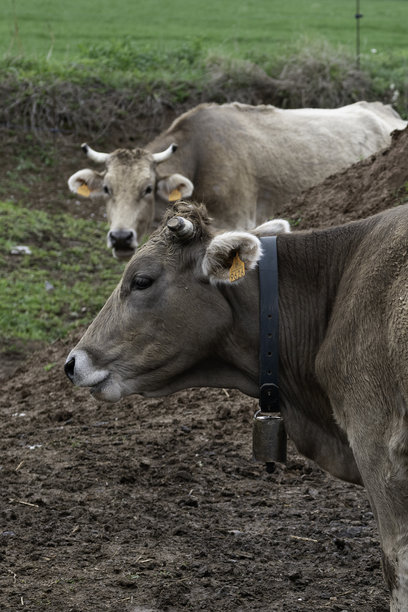 一头棕色的奶牛和她的铃铛在侧面，另一头奶牛在背景中。图片下载