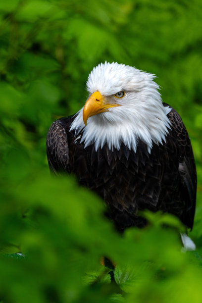 留意一下图片下载