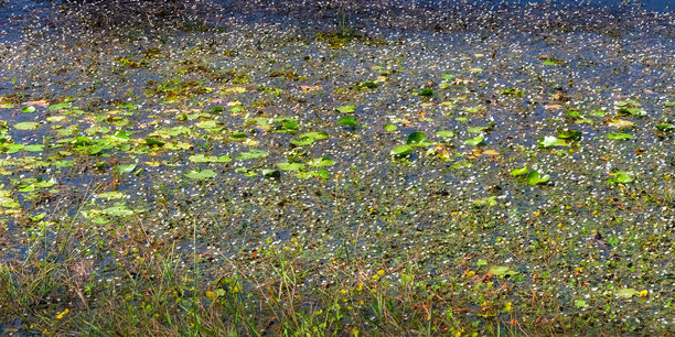 图片展示了覆盖池塘表面的茂密的水生植物，景观视图。图片下载