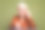 照片肖像漂亮的退休女性打字键盘网络摄像头穿着时髦的棕色正装孤立的卡其色背景图片下载