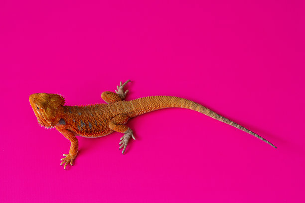 粉红色背景上的大胡子龙图片下载