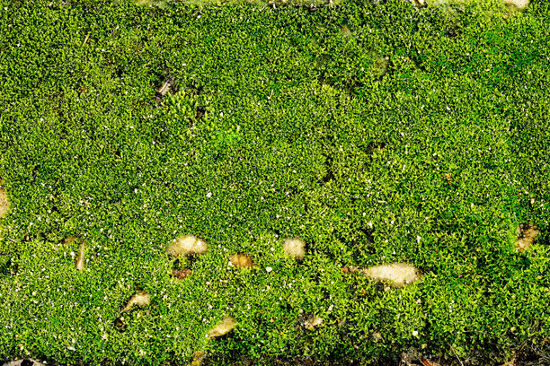 植物在户外生长的全画幅照片图片下载