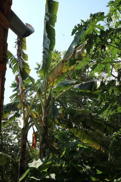 白天花园里的一些很高的香蕉树，叶子又绿又破图片下载