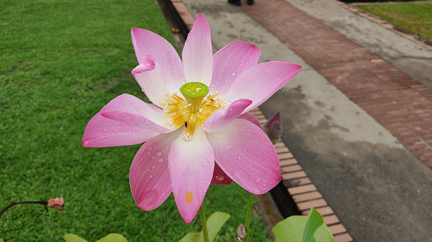 粉红色的花图片下载