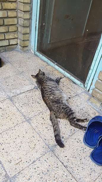 猫在门前休息图片下载