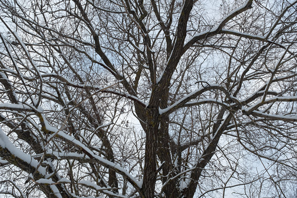 冬日森林中被雪覆盖的树木的背景。美丽的冬季景观海报，日历，邮政，屏幕保护程序，壁纸，明信片，横幅，封面。高质量照片图片下载